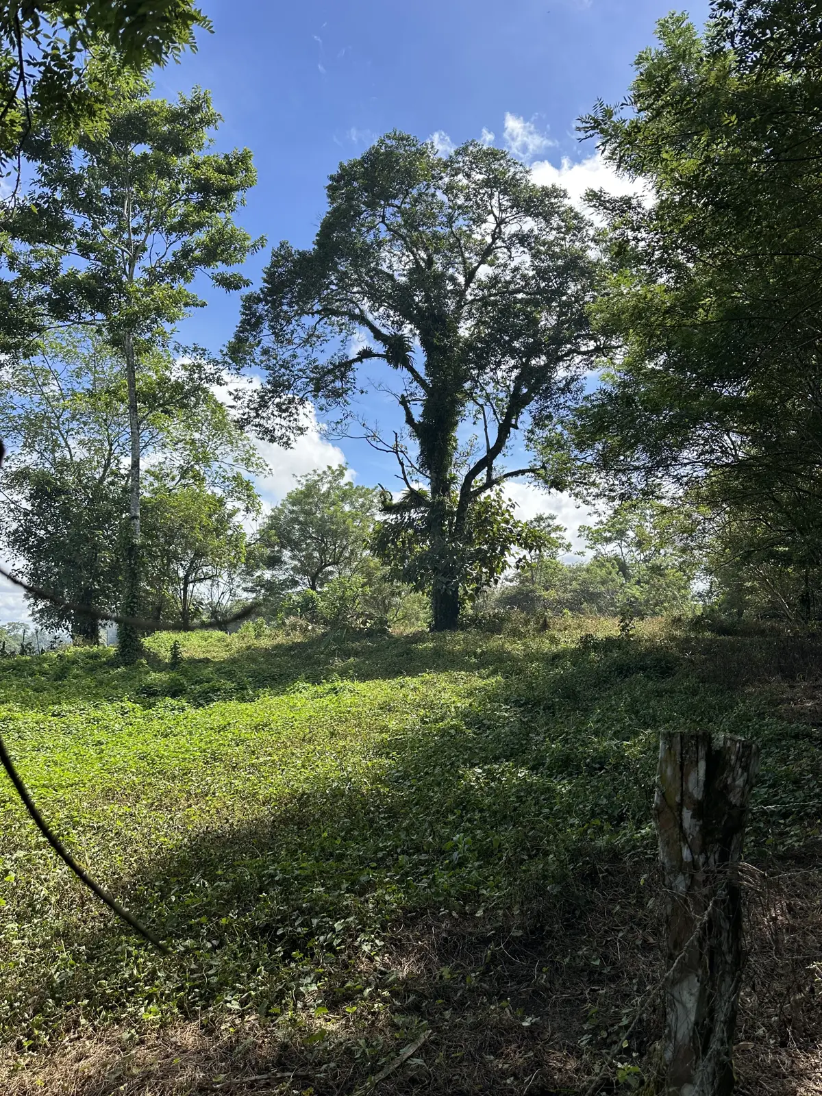 Potrero con pasto y árboles grandes en la finca
