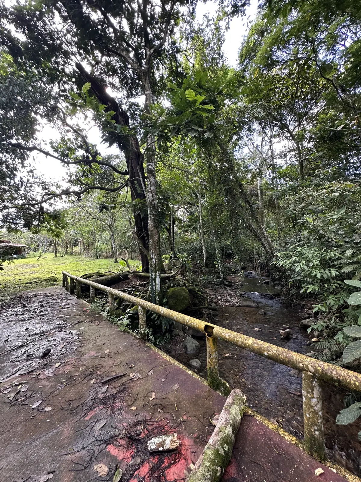 Puente de concreto sobre la naciente dentro de la finca