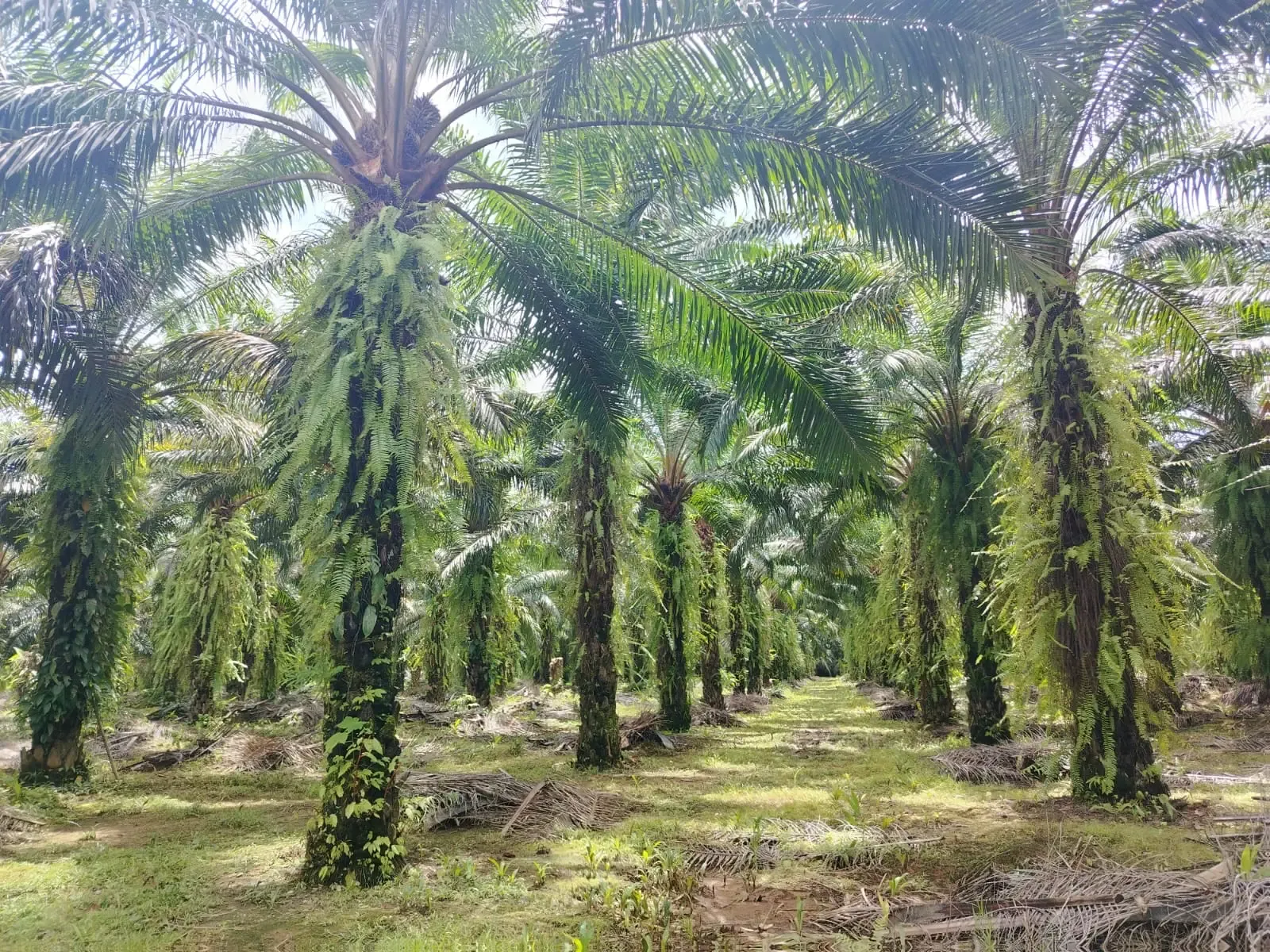 Plantación de palma aceitera en La Campiña de Golfito