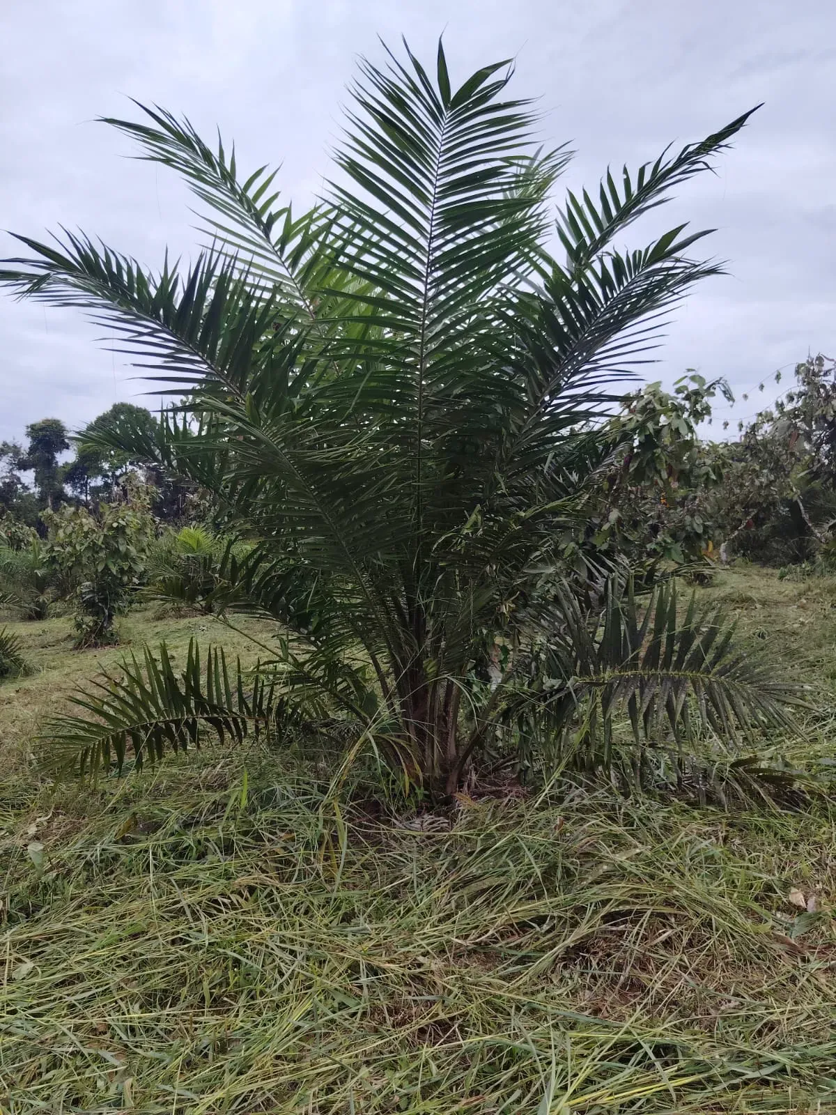 Palma aceitera joven de la plantación más reciente