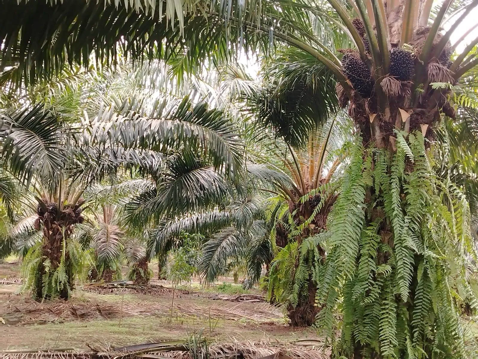 Palmas adultas con racimos de fruta en La Campiña de Golfito