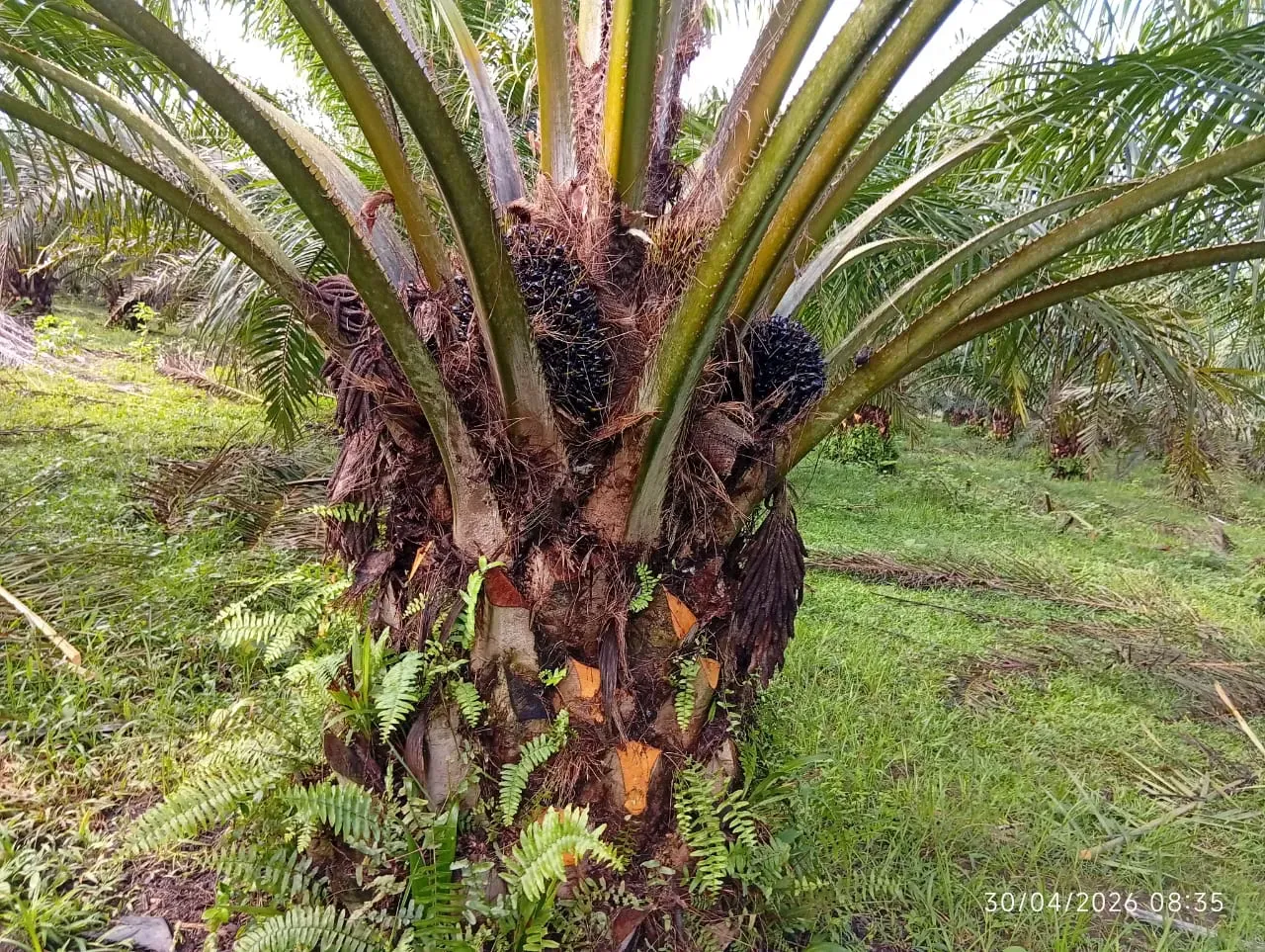 Palma aceitera adulta con fruta, finca en Golfito