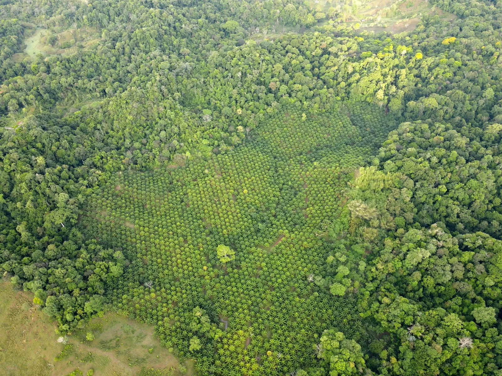 Vista aérea de la finca con palma aceitera, pasto y bosque