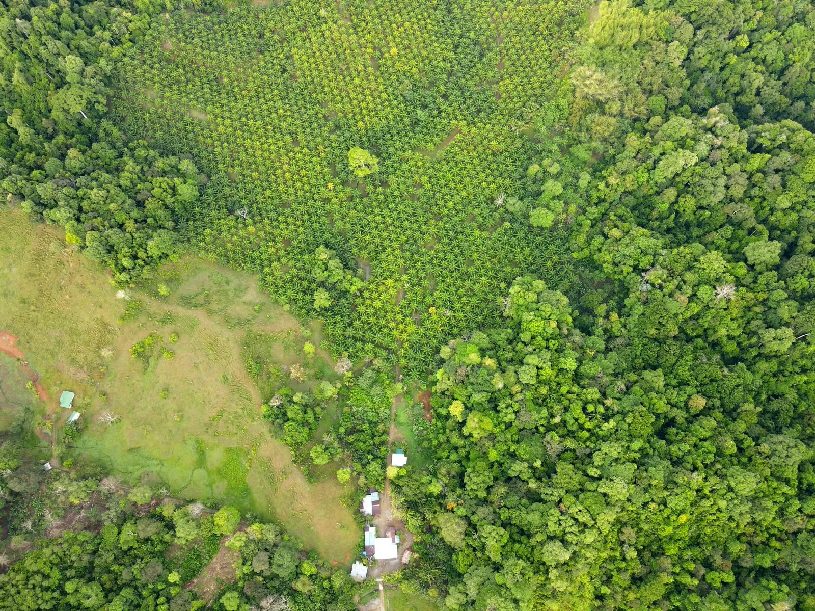 Vista aérea del palmar y el bosque de la finca