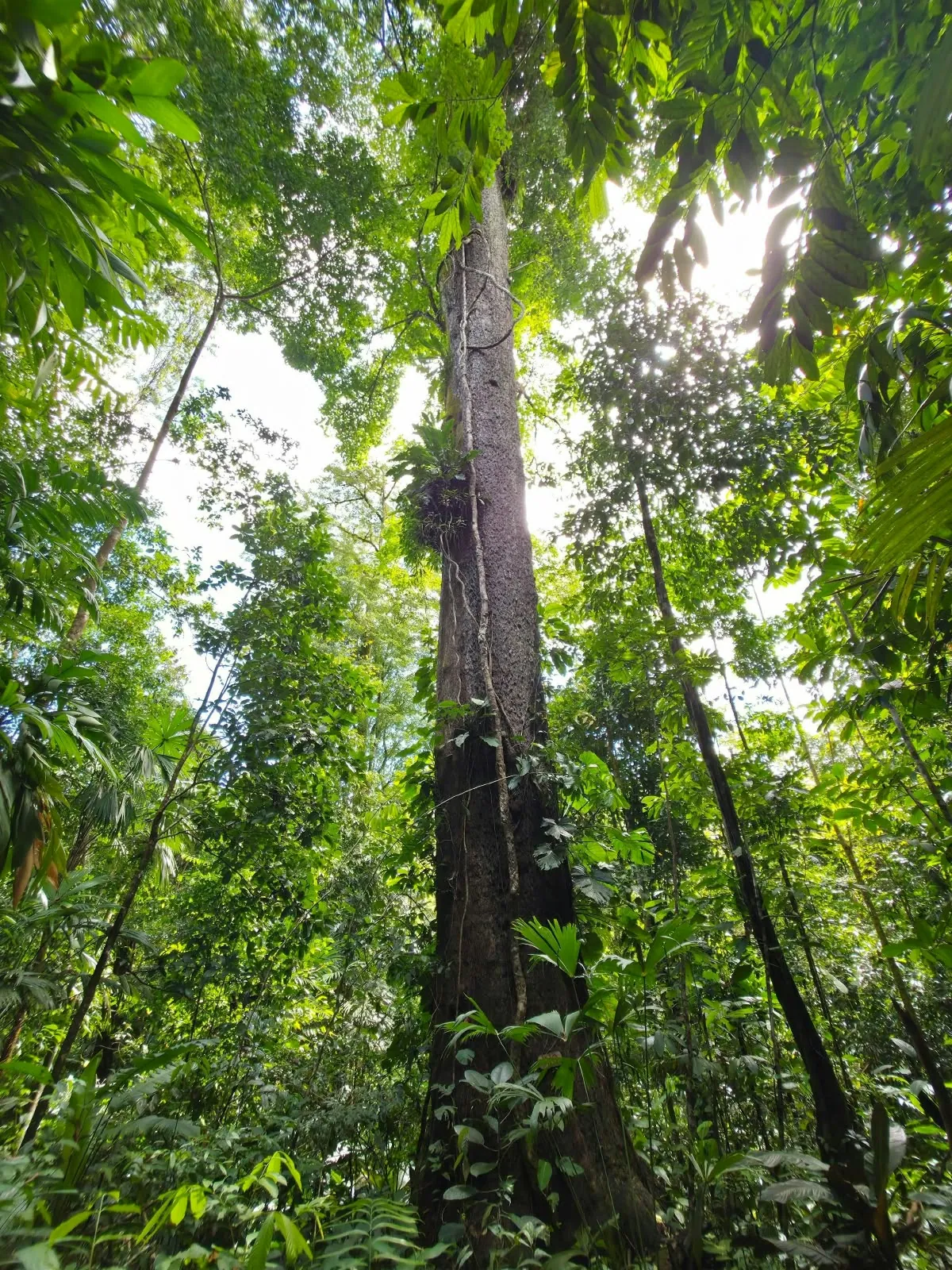 Árbol de gran porte en el bosque primario