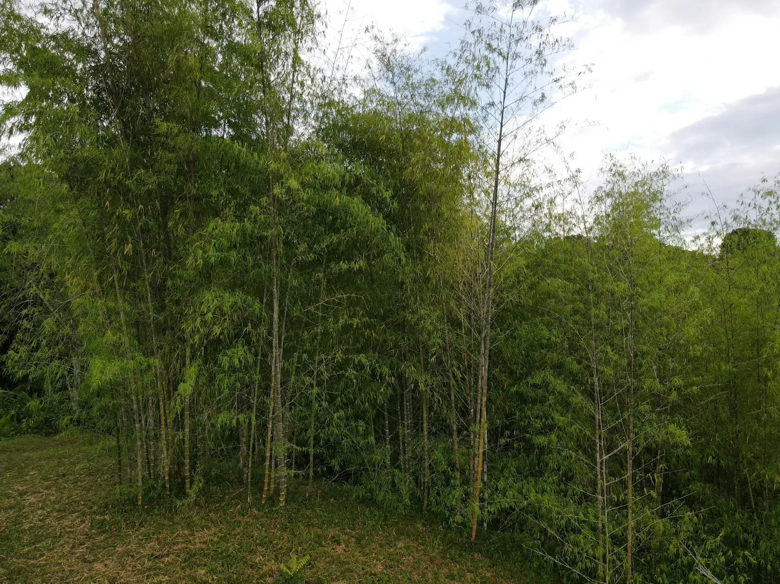Plantación de bambú de la finca