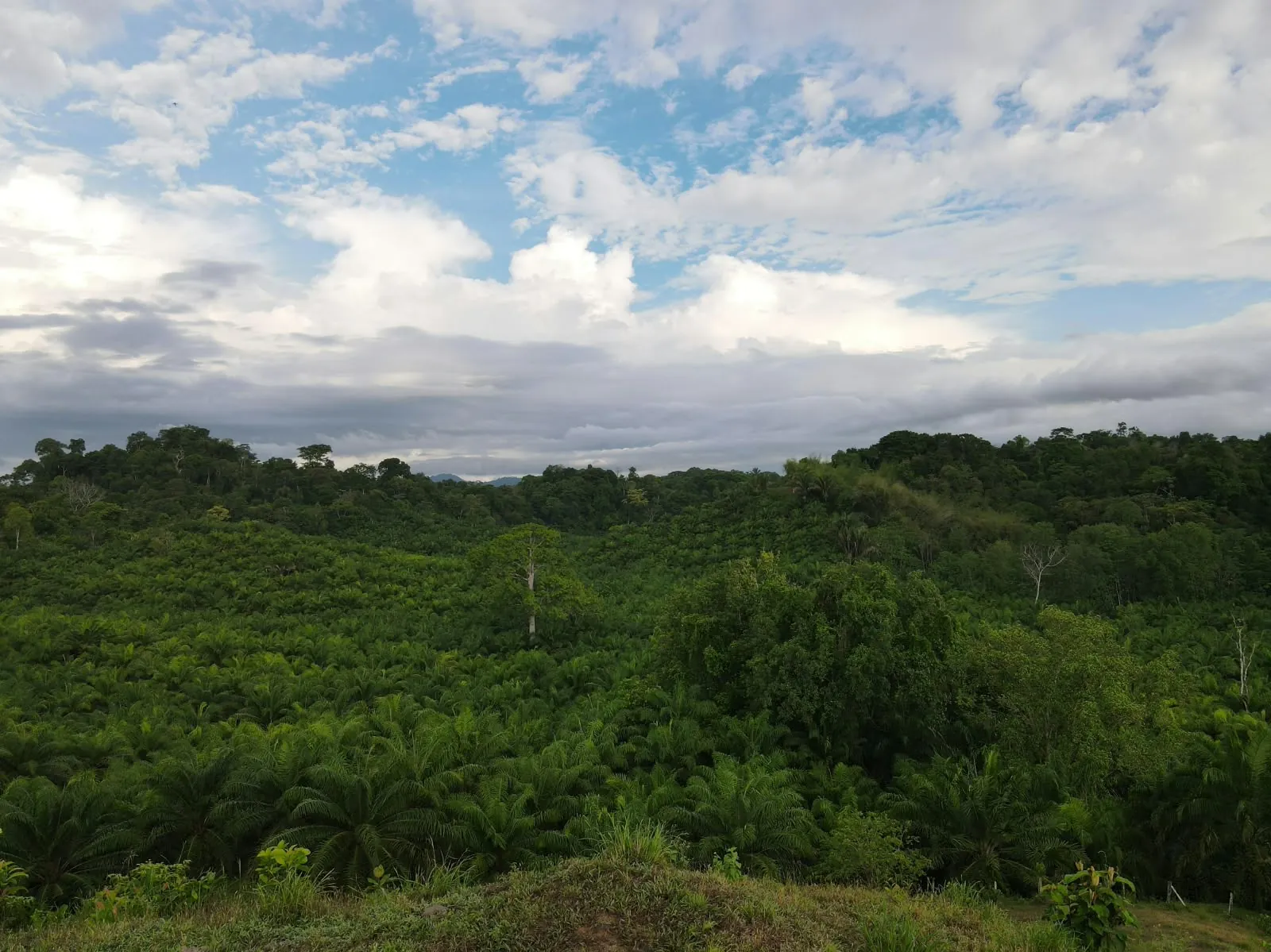 Palmar y bosque desde la loma de la finca