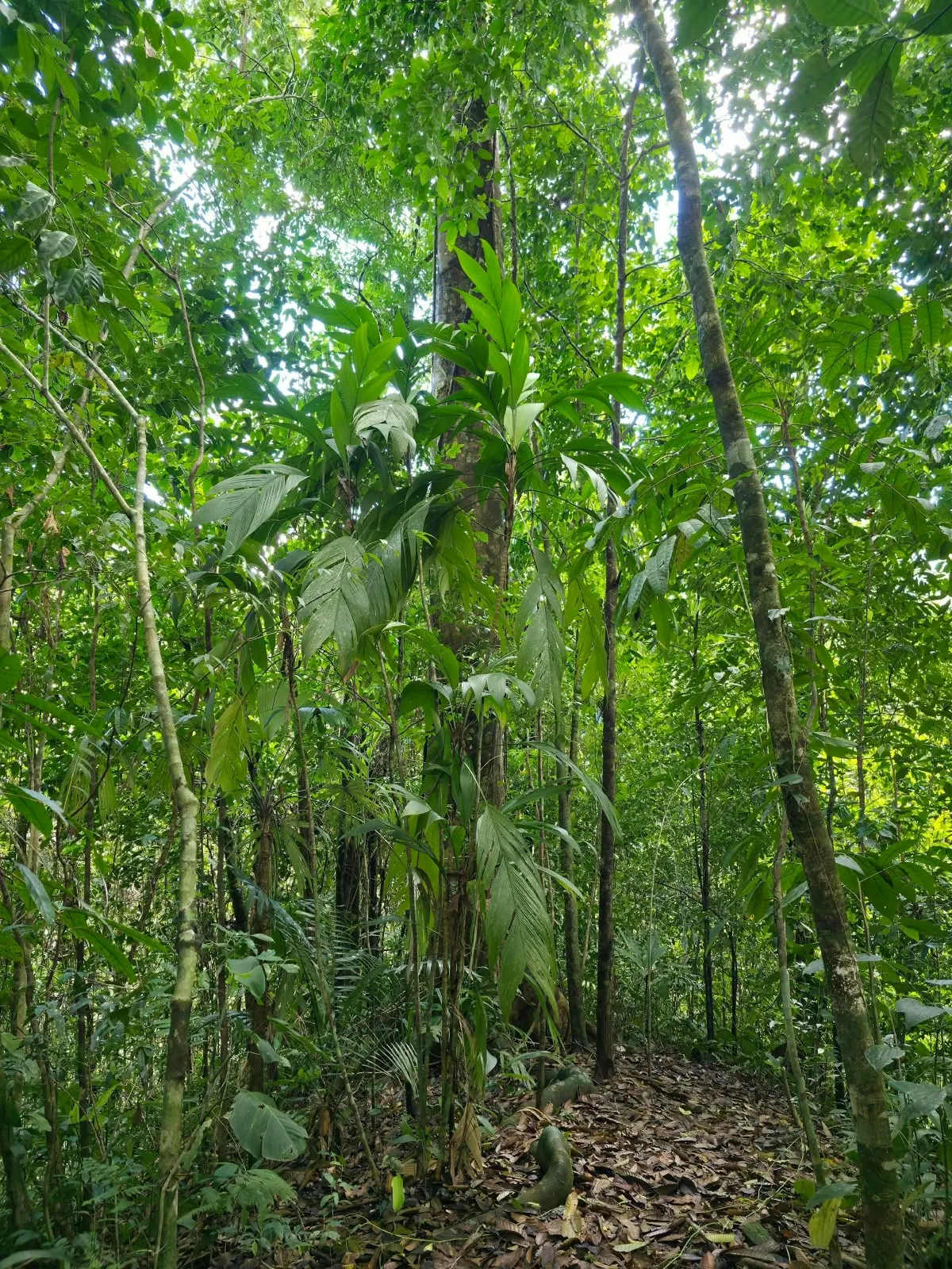 Bosque primario dentro de la finca