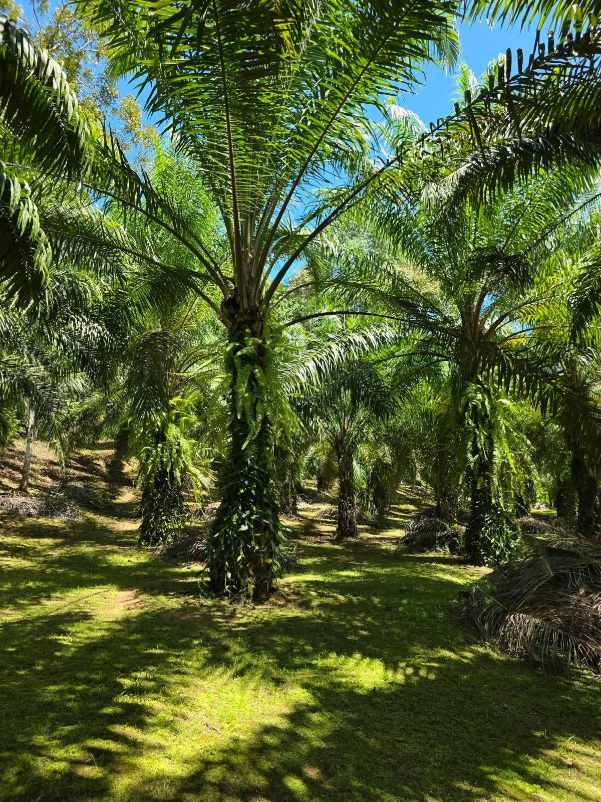 Palma aceitera adulta en producción