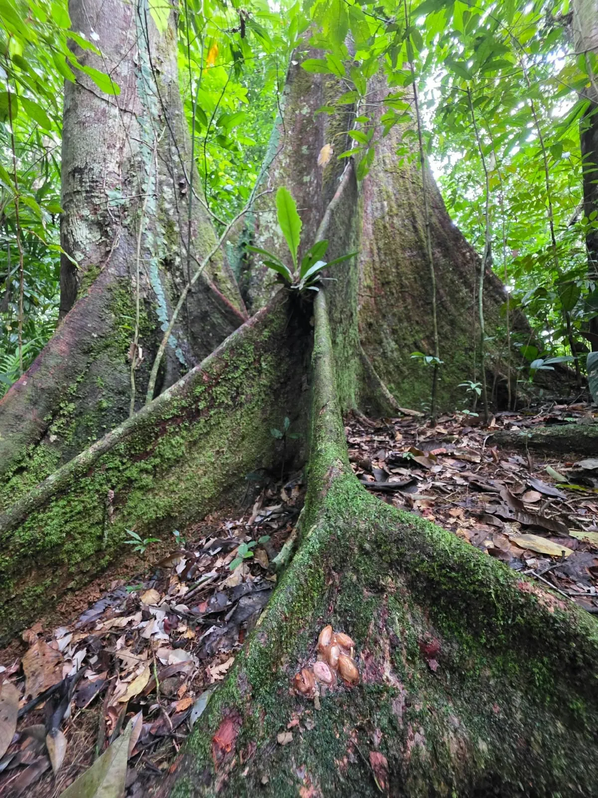 Árbol de raíces tabulares con cacao silvestre en el bosque