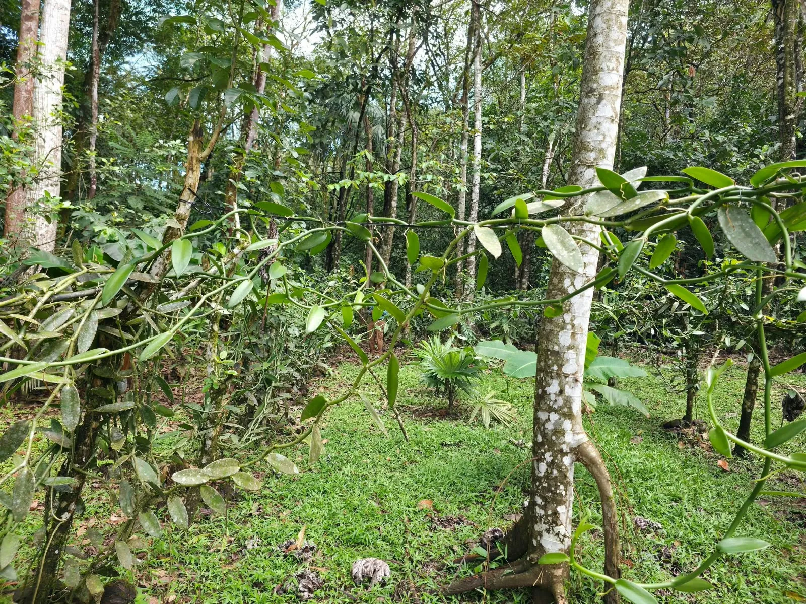 Cultivo de vainilla sembrado bajo sombra