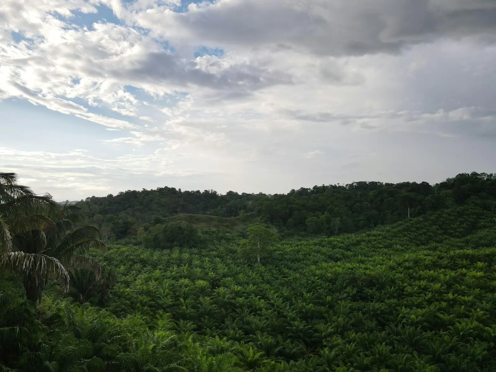 Finca con palma aceitera y bosque en Palma, Puerto Jiménez